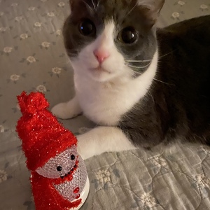 Fundraising Page: Toni Mastro